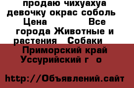 продаю чихуахуа девочку,окрас соболь › Цена ­ 25 000 - Все города Животные и растения » Собаки   . Приморский край,Уссурийский г. о. 